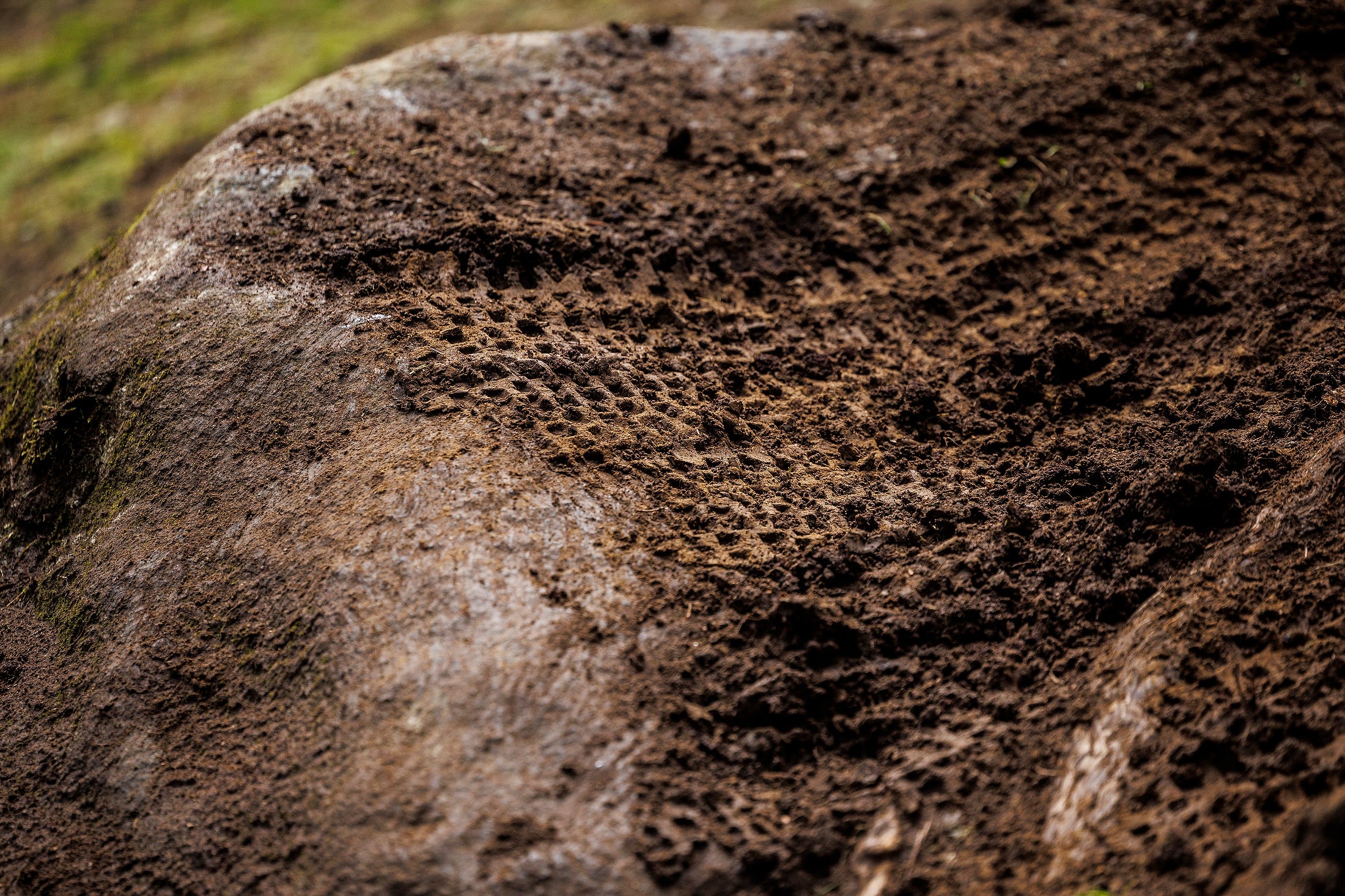 Close-up of a textured stone surface with a blurred natural background